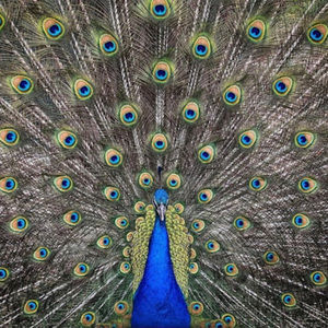 Meet your Posher, Flavia